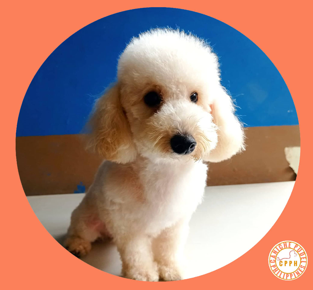 Poodle Phillipines by Caniche Pudel Philippines Kennel Dog Breeder